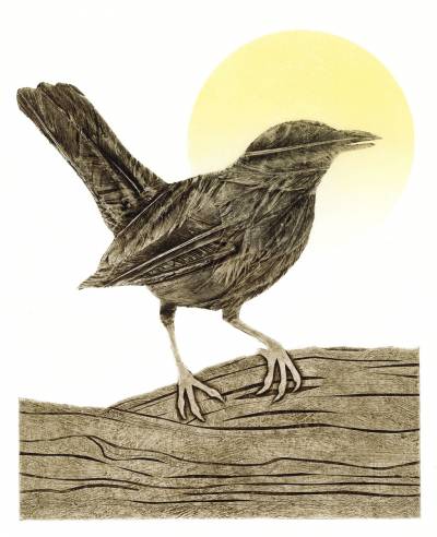 Blackbird