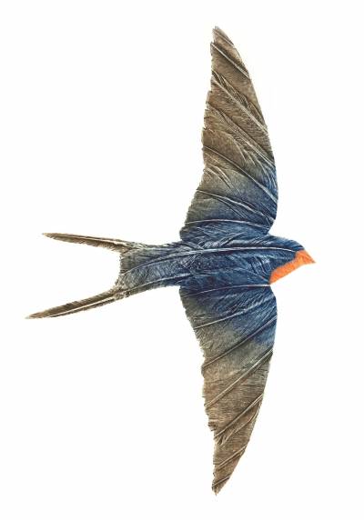 Swallow III