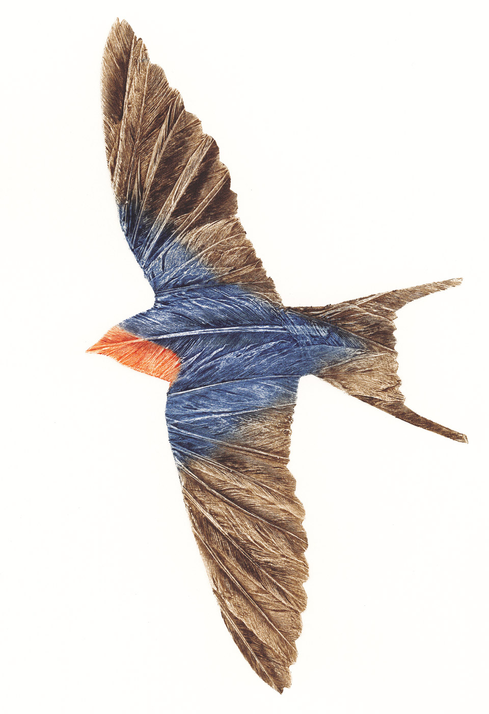 Swallow edited April 2021 saved for web