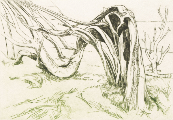 Spider Tree, drypoint
